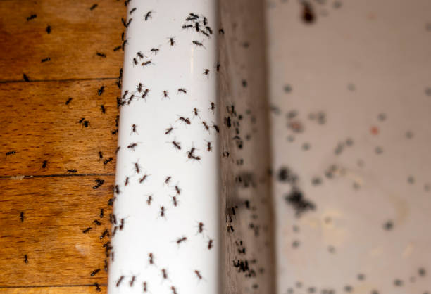 Best Best Pest Control Companies  in Mannington, WV
