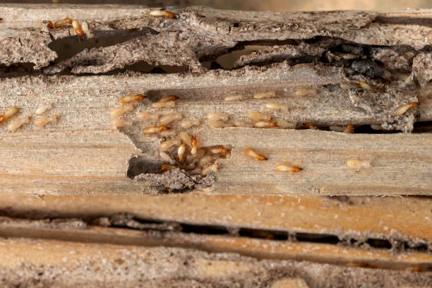 Best Local Pest Control Services  in Mannington, WV