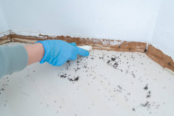 Best Cockroach Control Services  in Mannington, WV